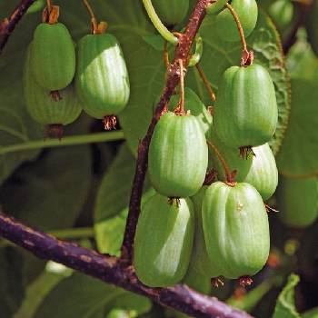 Актинидия коломикта ‘Sientabrskaya’ (Actinidia colomikta ‘Sientabrskaya’)